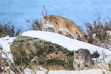 Two Puma Cubs, Aged Nine Months, In Snow, Torres Del Paine Photograph by Nick Garbutt / Naturepl ...