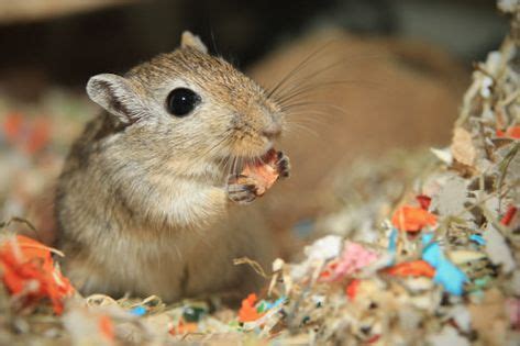 #Gerbils have powerful natural instincts that help them survive in their natural habitat. Taken ...