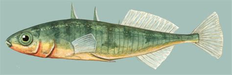 ADW: Gasterosteus aculeatus: INFORMATION