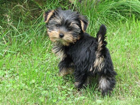 Yorkshire Terrier Info, Lifespan, Temperament, Puppies, Pictures