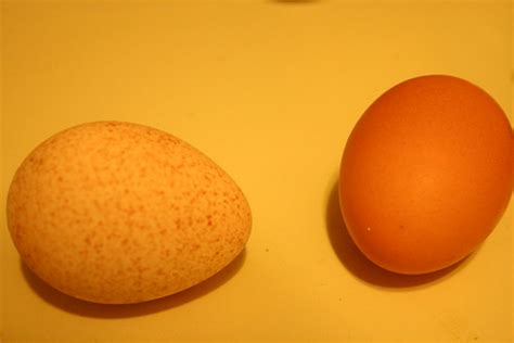 Foodista | Turkey Egg