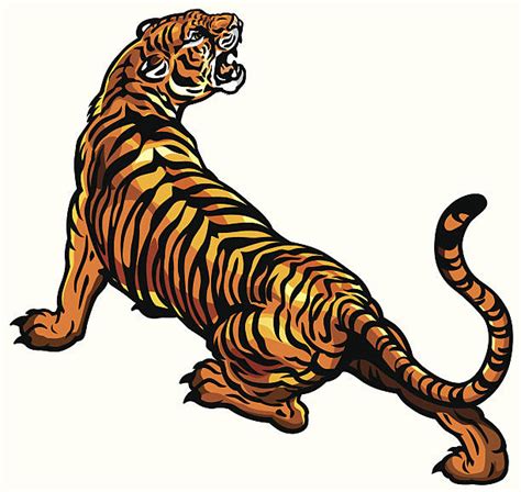 Royalty Free Tiger Clip Art, Vector Images & Illustrations - iStock