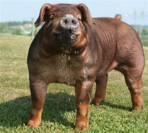 1000+ images about Duroc Pigs! on Pinterest | Bulldogs, Raising and The pride