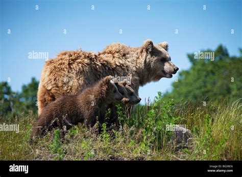 Eurasian Brown Bear - mother with three cubs / Ursus arctos arctos ...