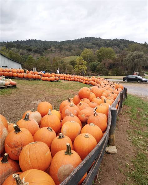 10 Spots to Pick Your Own Apples and Pumpkins Near DC Now That it FINALLY Feels Like Fall ...