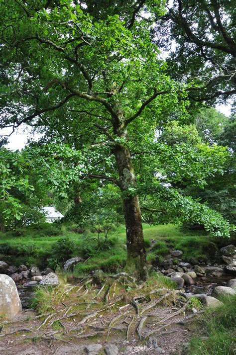 Ireland Through The Trees | I have the wanders