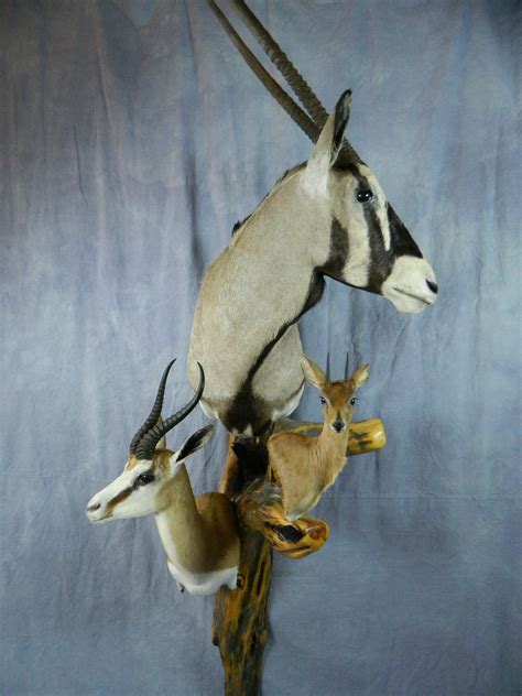 Showpiece Taxidermy: Lion, Kudu African Game Head Mounts