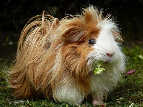 As 25 melhores ideias de Peruvian guinea pig no Pinterest | Cobaias e ...