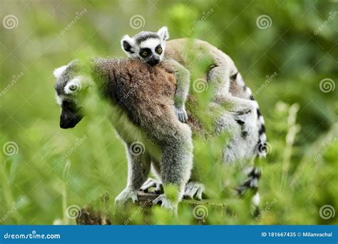 Lemur Catta Baby on the Mother`s Back/Lemur Catta Baby and Mother/Lemur Catta Stock Image ...