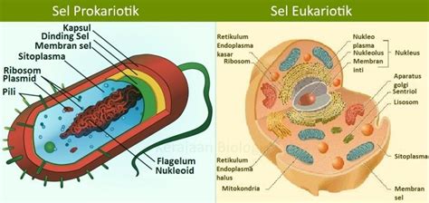 Perbandingan Sel Prokariotik dengan Eukariotik (Tabel & Gambar)