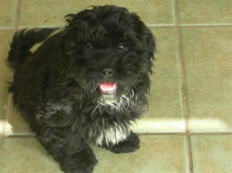 Maltese Poodle Mix Black - lawiieditions