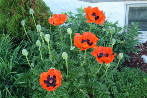 Tips On How To Grow Oriental Poppy | Deer resistant perennials, Flowers perennials, Poppy flower ...