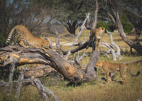 Hwange National Park Safari Guide: All You Need to Know