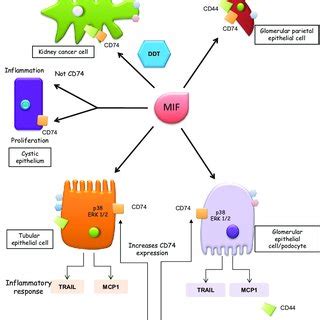 (PDF) CD74 in Kidney Disease