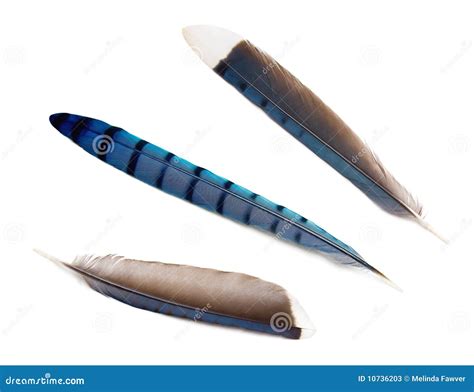 Blue Jay Feathers Stock Photos - Image: 10736203