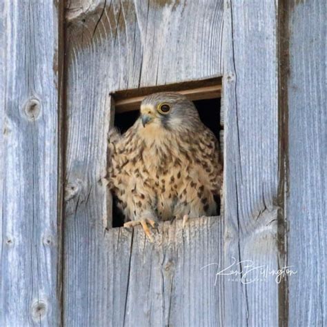 Kestrel in Nest Box | Focusing on Wildlife