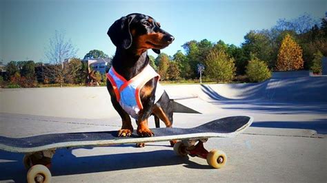 Dog on Skateboards 🐶🐕 Amazing Skateboarding Dogs (Full) [Epic Laughs] #epic #fails | Baby ...