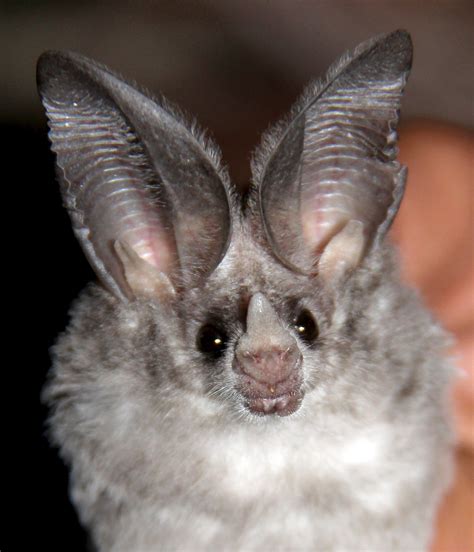 Bats aren’t just for Halloween: Insectivorous Bats in North America ...