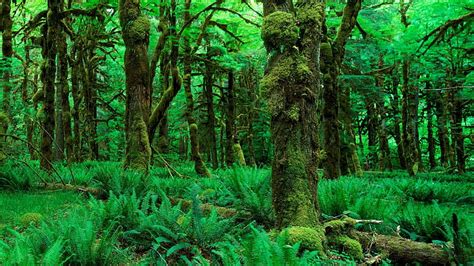 HD wallpaper: Jungle Forest Moss Green Trees HD, fern plant, nature ...