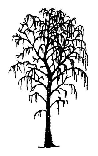 Silver Birch - Silhouette | Silver Birch - Betula pendula | Flickr