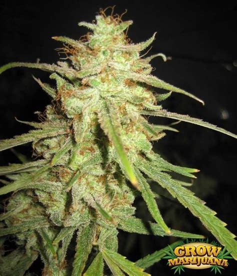 Strawberry Cough Seeds - Strain Review | Grow-Marijuana.com