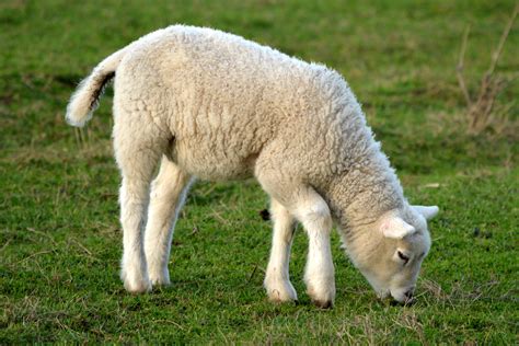 Free Images : nature, grass, animal, spring, herd, pasture, grazing, sheep, mammal, fauna, lamb ...