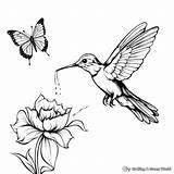 Hummingbird Coloring Pages  Free & Printable sketch template