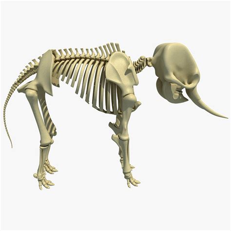 3ds asian elephant skeleton