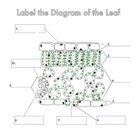 LABEL THE DIAGRAM OF THE LEAF - brainly.com