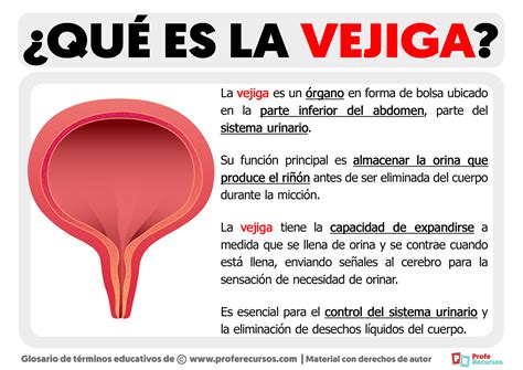 Qué es la Vejiga | Definición de Vejiga