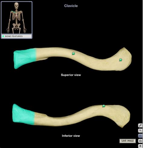 Clavicle Bone Markings Diagram | Quizlet