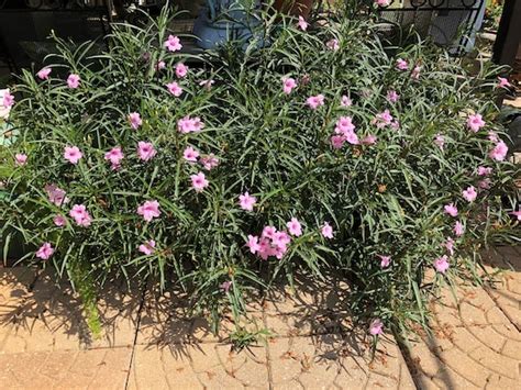 Mexican Petunia Pink Ruellia Brilloiana | Etsy