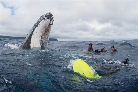 Swim with Humpback Whales in Vava'u, Tonga