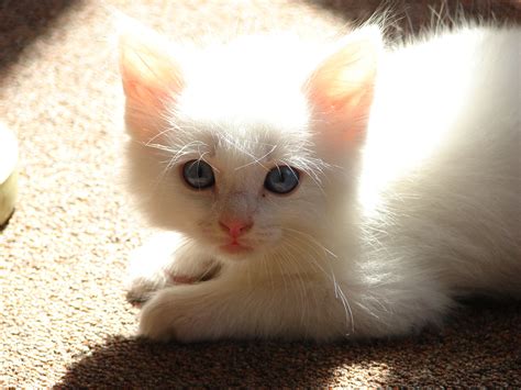 Turkish Angora Kitten