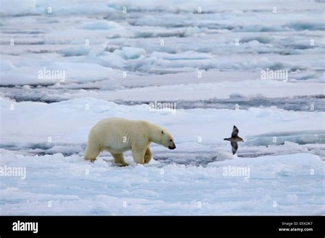 Cazando osos polares fotografías e imágenes de alta resolución - Alamy