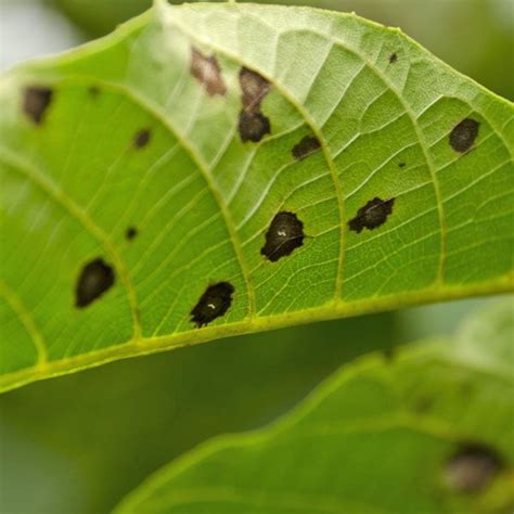 Bacterial and Fungal Leaf Spot | Planet Natural | Plant diseases, Citrus plant, Planet natural