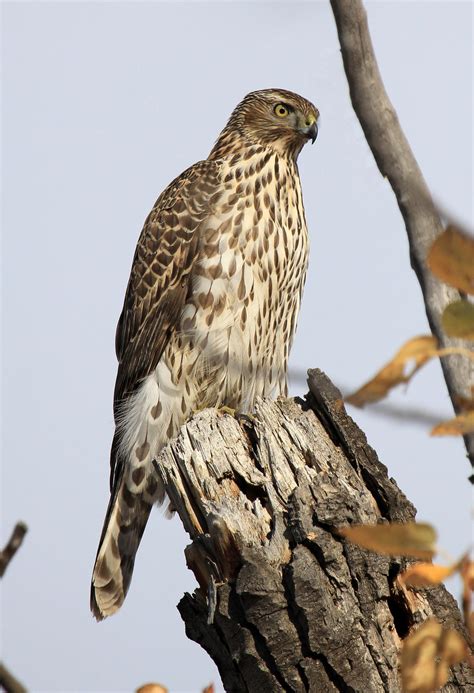 Juvenile Northern Goshawk by sgt-slaughter on DeviantArt