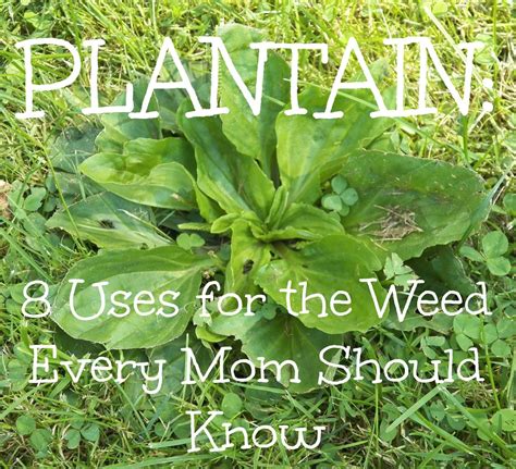 Better Than Eden: Plantain: Eight Uses for the Weed Every Mom Should ...