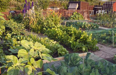 Benefits of a Community Garden | Kellogg Garden Organics™