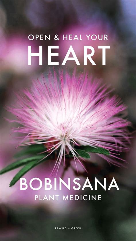 Open your heart with bobinsana plant medicine – Artofit