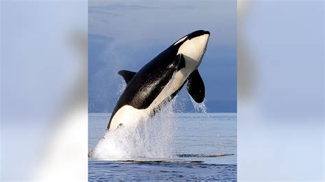 Dismal outlook for Puget Sound orcas as 2 more likely to die by summer ...