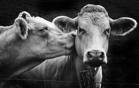 GuruShots | The World's Greatest Photography Game | Cow photography ...