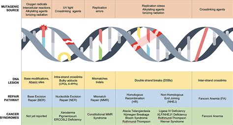 Frontiers | DNA Repair Syndromes and Cancer: Insights Into Genetics and Phenotype Patterns