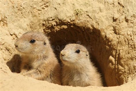 Two Baby Prairie Dogs Looking Out Of Their Burrow Stock Photos - Image: 14592243