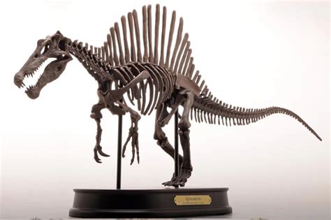 Spinosaurus Skeleton