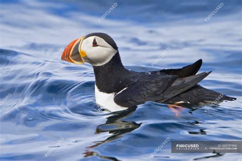 Atlantic puffin swimming in ocean water, close-up — reflection, auk - Stock Photo | #200731968