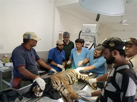 Female Tiger Cub Rescued From Well, Receives Treatment at VVNP - Wildlife SOS