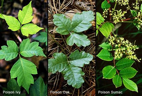 Need to Know of Poison Ivy, Poison Oak, and Poison Sumac | Saskatchewan Trails Association