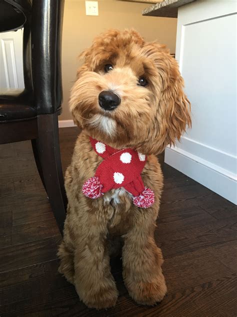 Apricot Cockapoo dog TOBY | Cockapoo dog, Cute dog pictures, Yorkshire ...