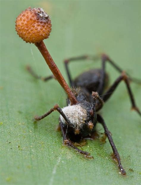 Ophiocordyeps Unilateralis (Zombie Fungus) : r/natureismetal